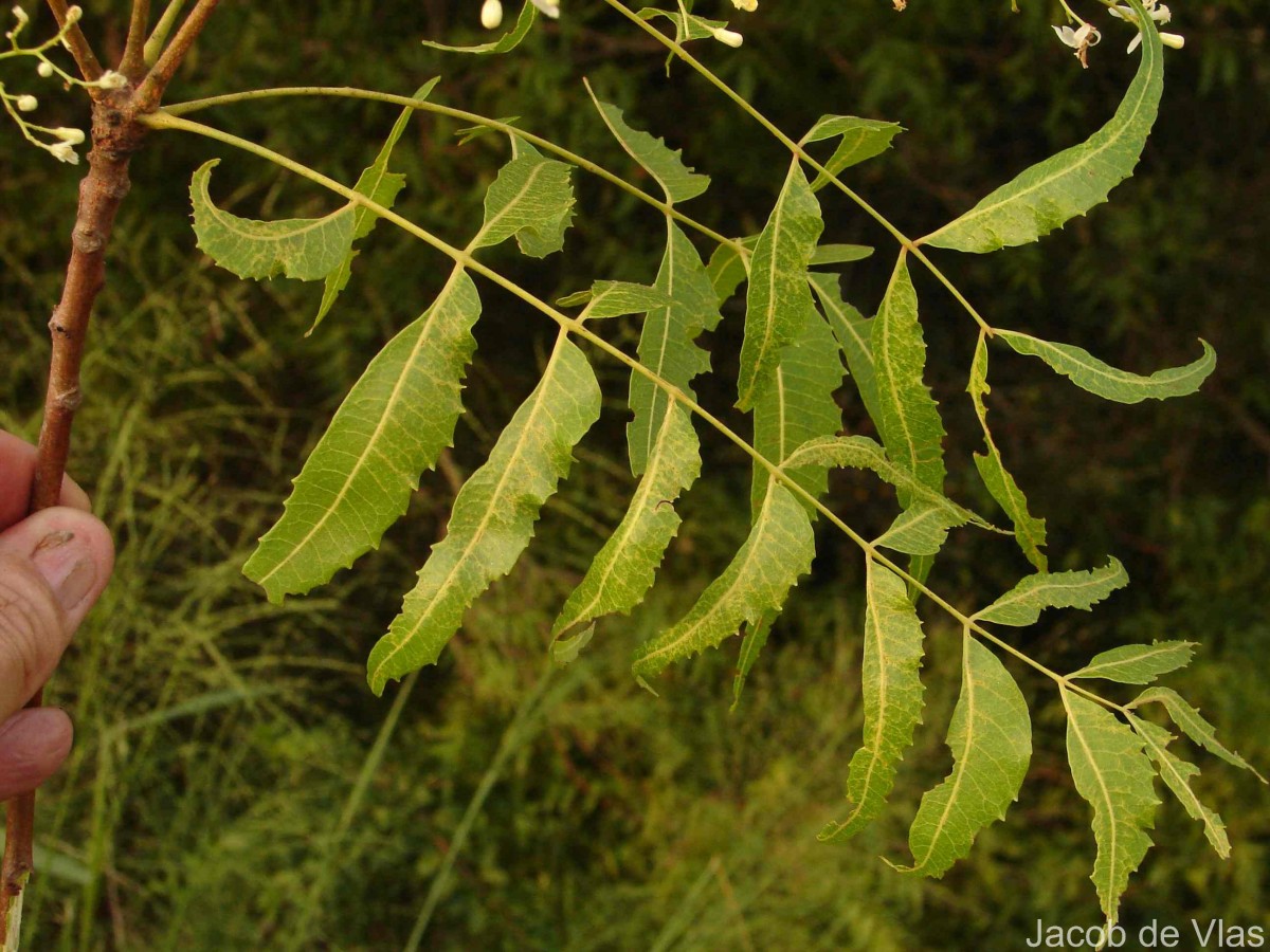 Azadirachta indica A.Juss.